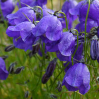 Campanula x pulloides ‘G. F. Wilson’