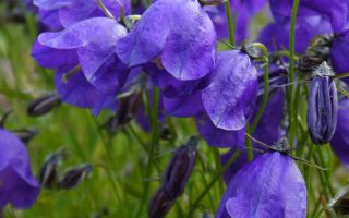 Campanula x pulloides ‘G. F. Wilson’