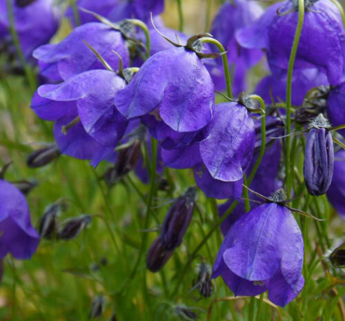 Campanula x pulloides ‘G. F. Wilson’ - Obrázek 1