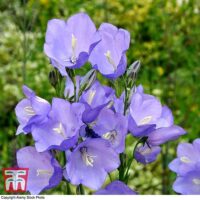 Campanula persicifolia ‘Caerulea’