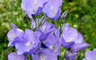 Campanula persicifolia ‘Caerulea’