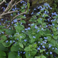 Brunnera macrophylla