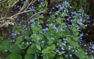 Brunnera macrophylla