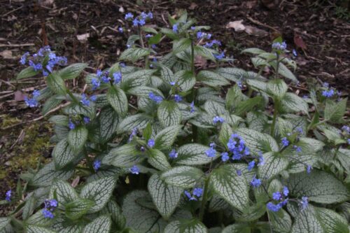 Brunnera macrophylla ‘Silver Heart’ - Obrázek 1