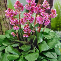 Bergenia cordifolia 'Shoeshine Rose'