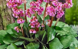 Bergenia cordifolia 'Shoeshine Rose'