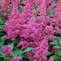 Astilbe japonica ‘Köln’