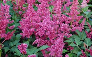 Astilbe japonica ‘Köln’