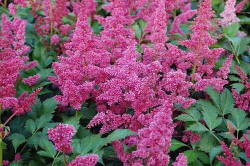 Astilbe japonica ‘Köln’ - Obrázek 1