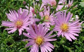 Aster novi–belgii ‘Peter Harrison’
