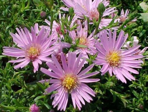 Aster novi–belgii ‘Peter Harrison’ - Obrázek 1