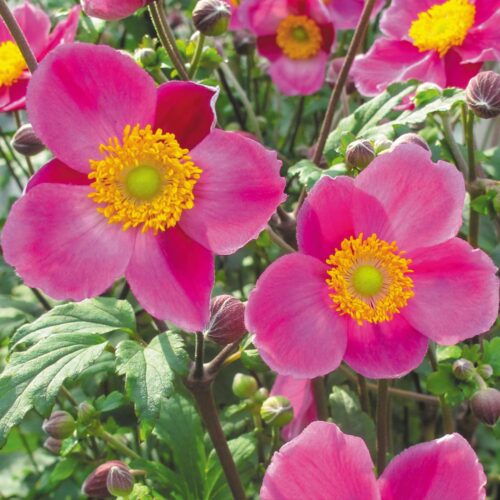 Anemone japonica 'Praecox' - Obrázek 1