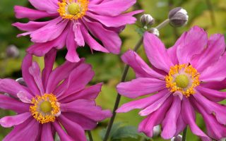 Anemone japonica 'Prinz Heinrich'