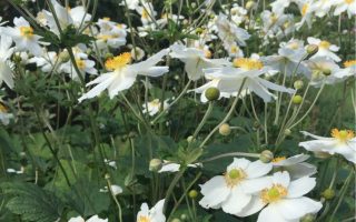 Anemone japonica 'Andrea Atkinson'