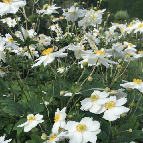 Anemone japonica 'Andrea Atkinson' - Obrázek 1