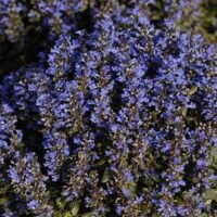 Ajuga pyramidalis ‘Metallica Crispa’