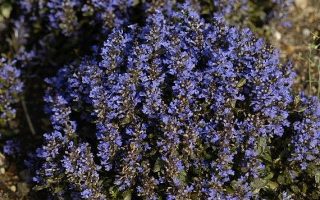 Ajuga pyramidalis ‘Metallica Crispa’