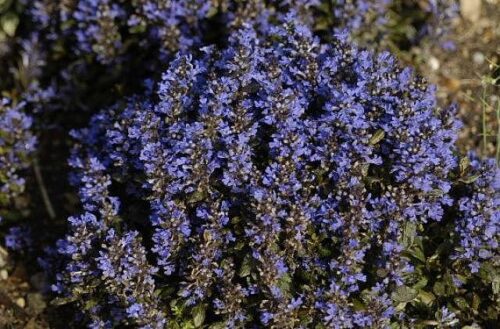 Ajuga pyramidalis ‘Metallica Crispa’ - Image 1
