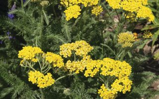 Achillea tomentosa ‘Aurea’