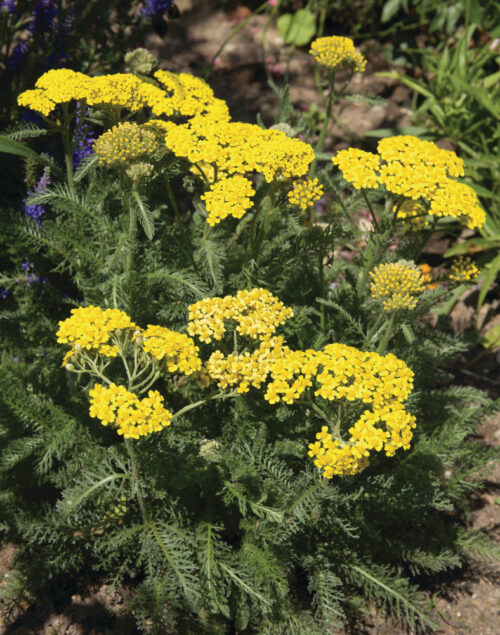 Achillea tomentosa ‘Aurea’ - Obrázek 1