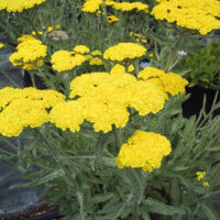 Achillea millefolium 'Moonshine'