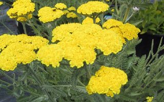 Achillea millefolium 'Moonshine'