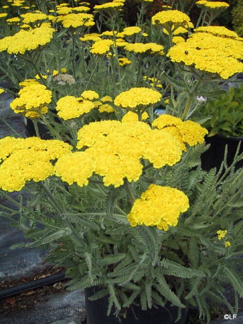 Achillea millefolium 'Moonshine' - Obrázek 1