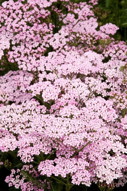 Achillea millefolium ‘Apple Blossom’ - Obrázek 1
