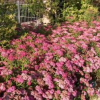 Spiraea bumalda Anthony Waterer 20–30 K2,5