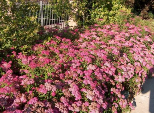 Spiraea bumalda Anthony Waterer 20–30 K2,5 - Obrázek 1