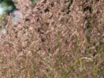 Calamagrostis x acutiflora 'Overdam' - Obrázek 3