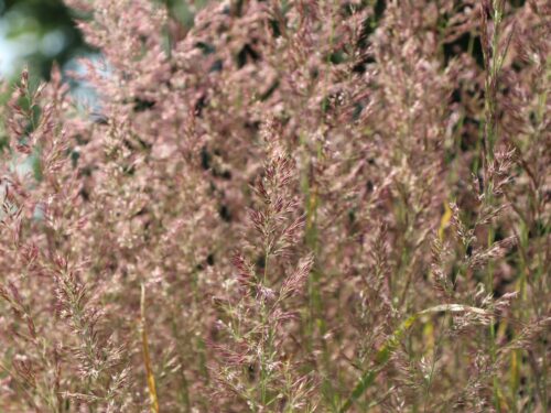 Calamagrostis x acutiflora 'Overdam' - Obrázek 3