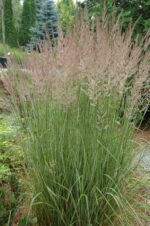 Calamagrostis x acutiflora 'Overdam' - Obrázek 2