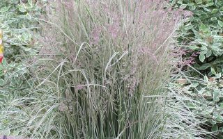Calamagrostis x acutiflora 'Overdam'