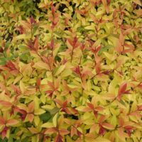 Spiraea bumalda 'Goldflame'