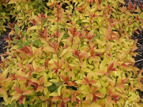 Spiraea bumalda 'Goldflame' - Obrázek 1