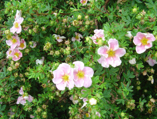 Potentilla fruticosa Princess 20–30 K2,5 - Obrázek 1
