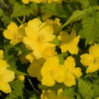 KERRIA JAPONICA Golden guinea 40–60