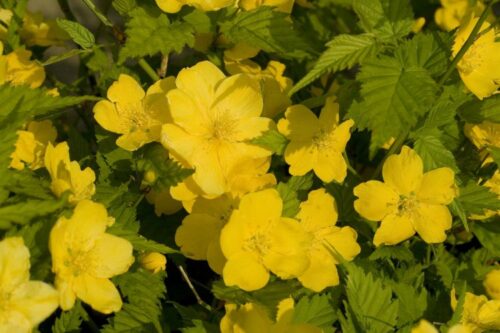 KERRIA JAPONICA Golden guinea 40–60 - Obrázek 1