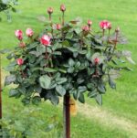 Rosa MIX, na kmínku, C8L , KM 90 CM - Obrázek 2