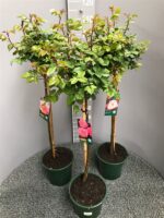 Rosa MIX, na kmínku, C8L , KM 90 CM - Obrázek 3
