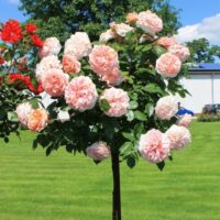 Rosa MIX, na kmínku, C8L , KM 90 CM