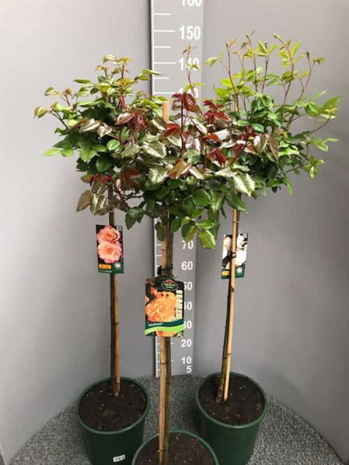 Rosa MIX, na kmínku, C8L , KM 90 CM - Obrázek 4