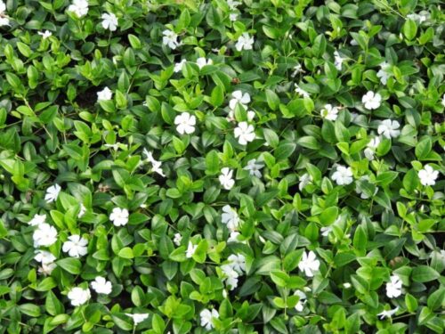 Vinca minor 'Gertrude Jekyll', P 9 - Obrázek 2