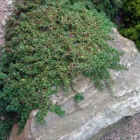 Cotoneaster procumbens 'Queen of Carpets'