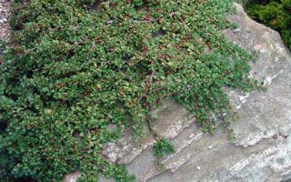 Cotoneaster procumbens 'Queen of Carpets'