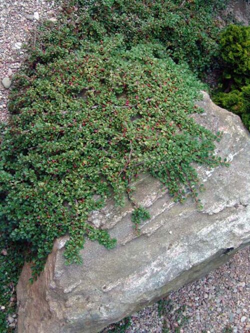 Cotoneaster procumbens 'Queen of Carpets' - Obrázek 1