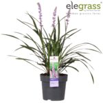 Liriope muscari 'Ingwersen' - Obrázek 2