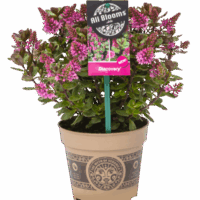 Hebe addenda 'All Blooms Solidos'