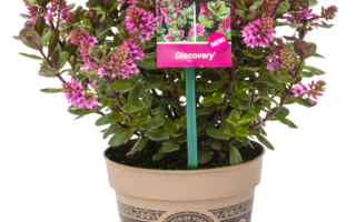 Hebe addenda  'All Blooms Solidos'